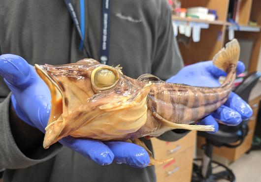 Blue gloved hands hold a preserved beige fish about one foot long with open mouth and blank eyes