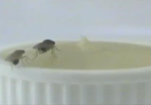 Battle of the Sexes, Fruit-fly Style