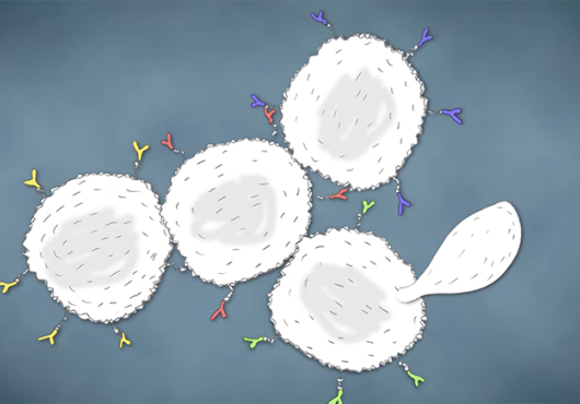 illustration of yeast cells multiplying