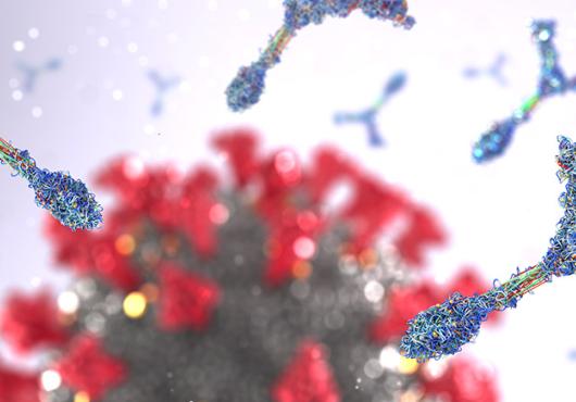 Antibodies attacking coronavirus