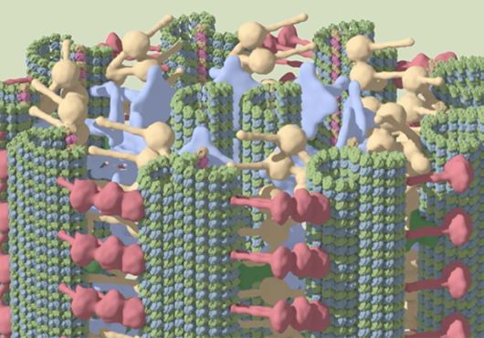 Illustration shows a ring, side-on, with 9 columns in green, and other vertebrae-like studs in pink, blue and beige