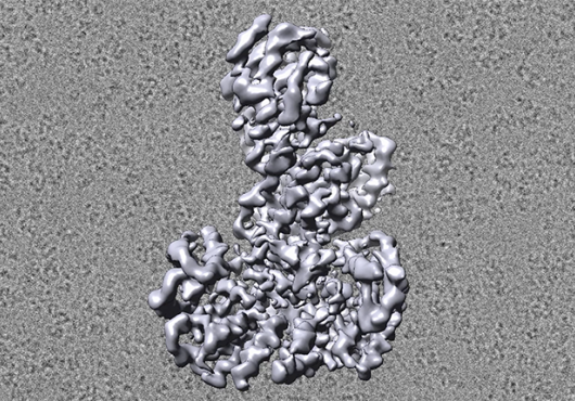 An illustration of B-Raf's structure rotates in front of a cryo-EM field of the proteins