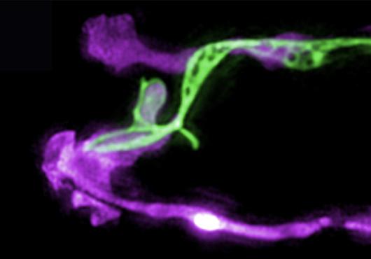 Two microscopy images show long glia in purple with long green neuron (top) and long blue neuron (bottom) overlapping