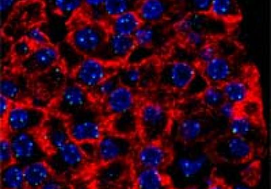 Helping Beta Cells Divide to Conquer