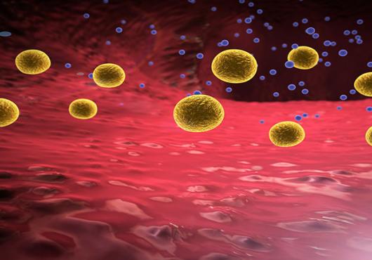 fat cells in stomach