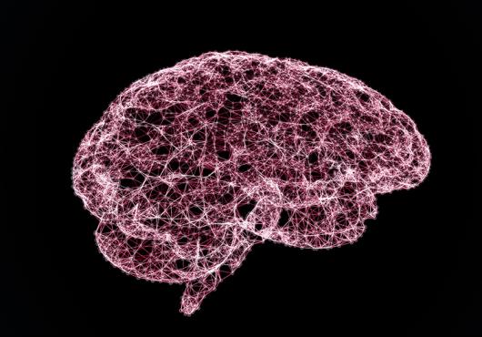brain