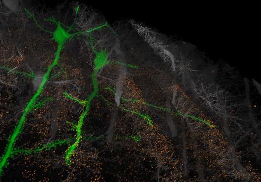 two neurons