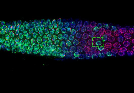 Cells in the body of a worm are colored green, blue and purple. A dotted green box indicates a single egg with abnormalities due to chemical exposure.