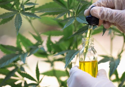cannabinoid oil