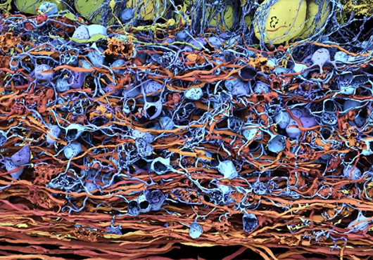 microscopic view of neural networks