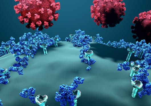 Antibodies and SARS-CoV-2 virus
