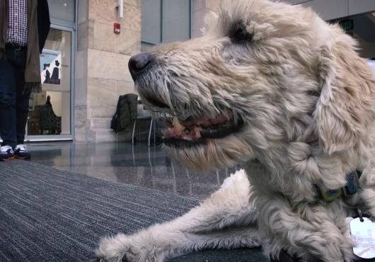 Dayton the dog