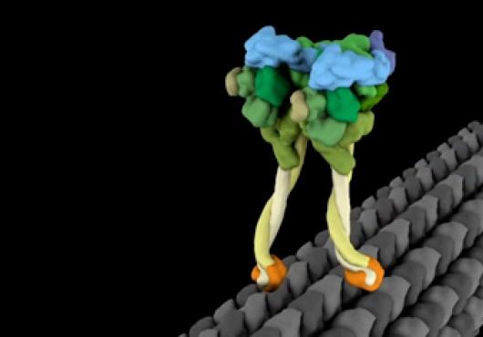 Molecular Motor Struts Like Drunken Sailor