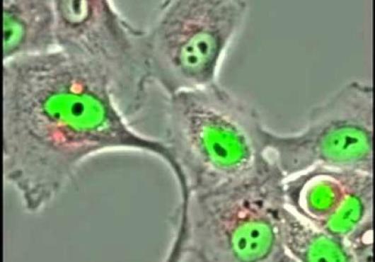 The process of entosis