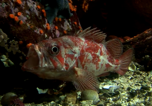 red and white fish with open mouth in a fish tank
