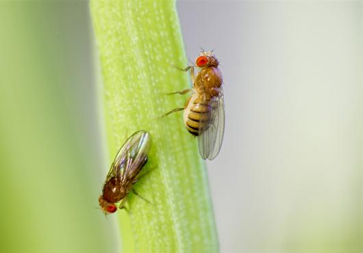 fruit fly