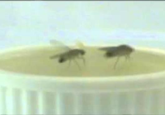 Two fruit flies