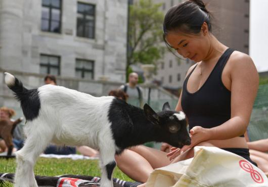 Baby goat licks the hand of a woman in lotus position