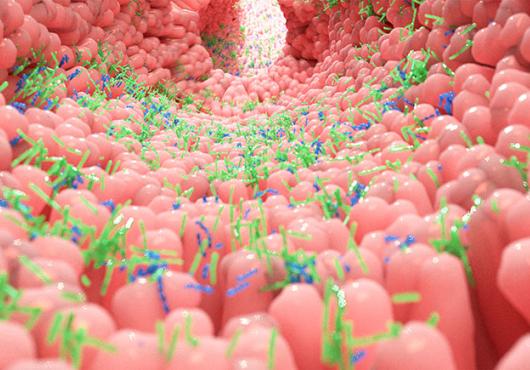 microscopic view of gut microbiota