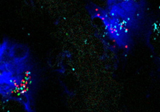 Microscope image with two dark blue blobs against a black background. Within the blobs are a scattering of green, blue and red dots.