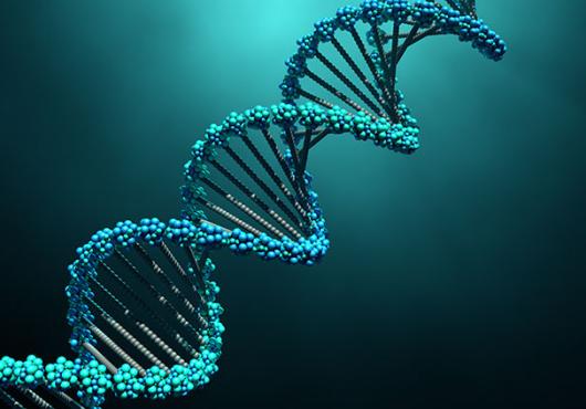 DNA double helix