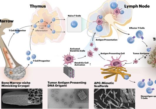 Diagram showing immunotherapy treatments for cancer with biomaterials at different stages of development