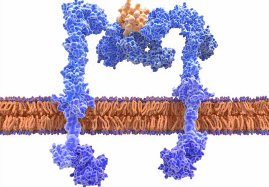 insulin receptor