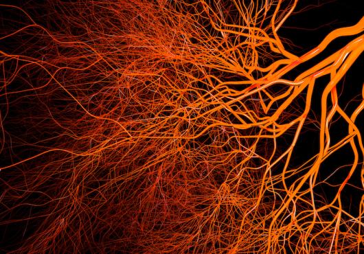 Stylized image of blood vessels