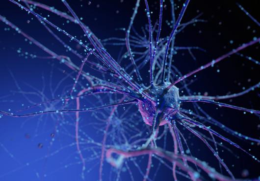 neurons