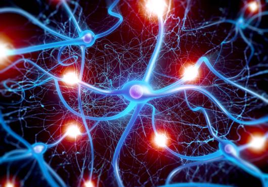 A Neuron's Hardy Bunch