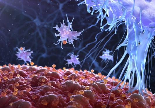 immune cell attack