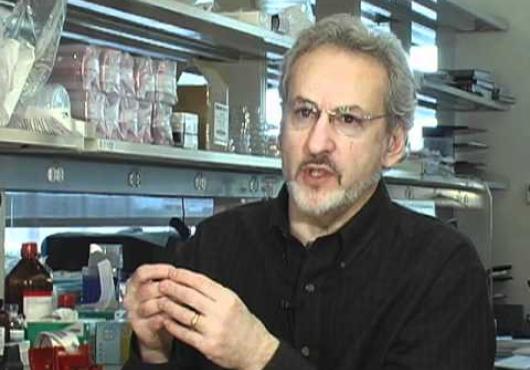 A researcher explains the human lung on a microchip
