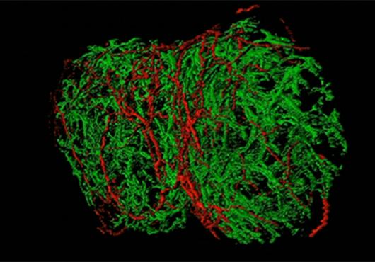 Rotating micrograph of nerve fibers and lymph nodes in red and green shaped like a two-lobed bean