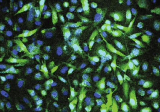 Cells and nuclei glow blue and green