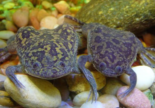 Two African Clawed Frogs