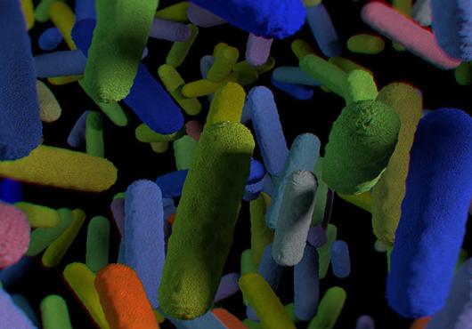 gut microbiome