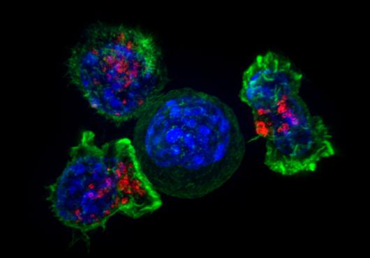 microscope image shows three green-outlined cells surrounding a round blue cell against a dark backdrop