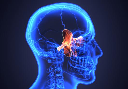 digital X-ray vision of skull with sinuses highlighted