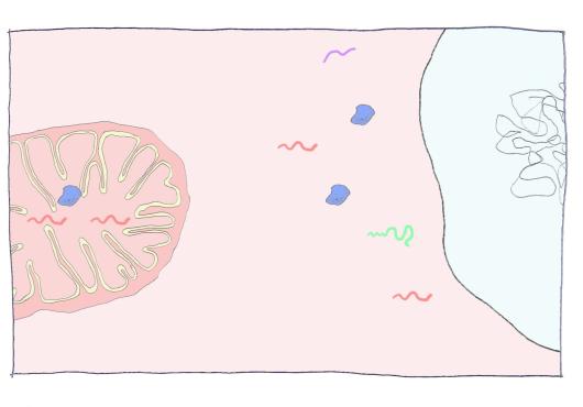 An animation of cell nuclei