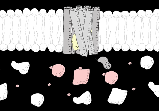 screen shot of cell receptor animation