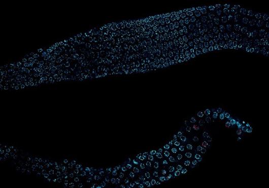 Cell nuclei glow blue against a black backdrop in micrographs of two C. elegans worms