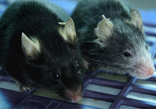 two sibling mice side by side; one has dark fur, the other, gray fur