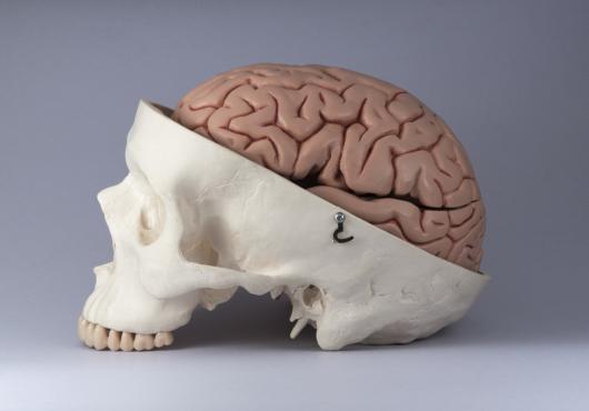Skull and brain