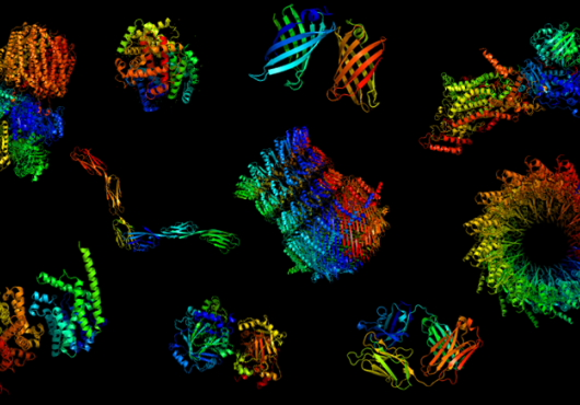proteins