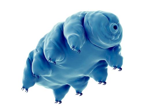 water bear