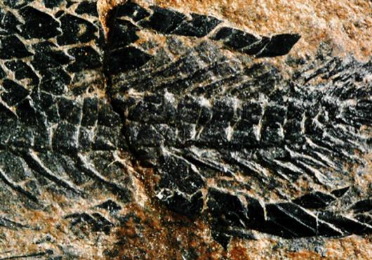 Fossil spine and tail of an ancient fish