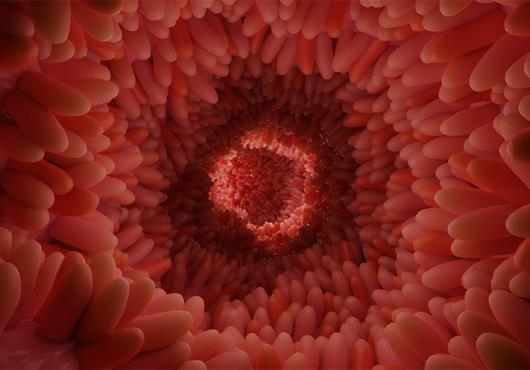 illustration of the inside of an intestine