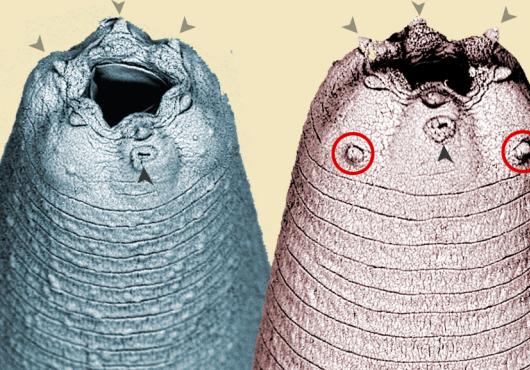Scanning electron micrographs show two earthworm-like heads side by side, tinted different colors. Each head has a hole for a mouth, surrounded by six bumps. Some of the bumps are marked with arrows.