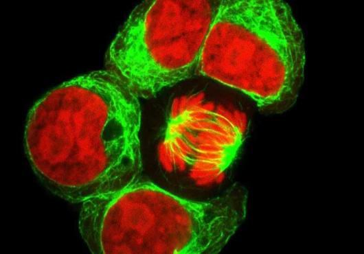 Retracing a Blood Cell's Fate