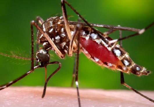 From A to Zika